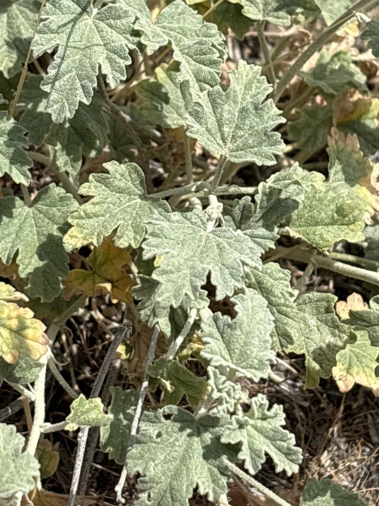 Sphaeralcea Munroana