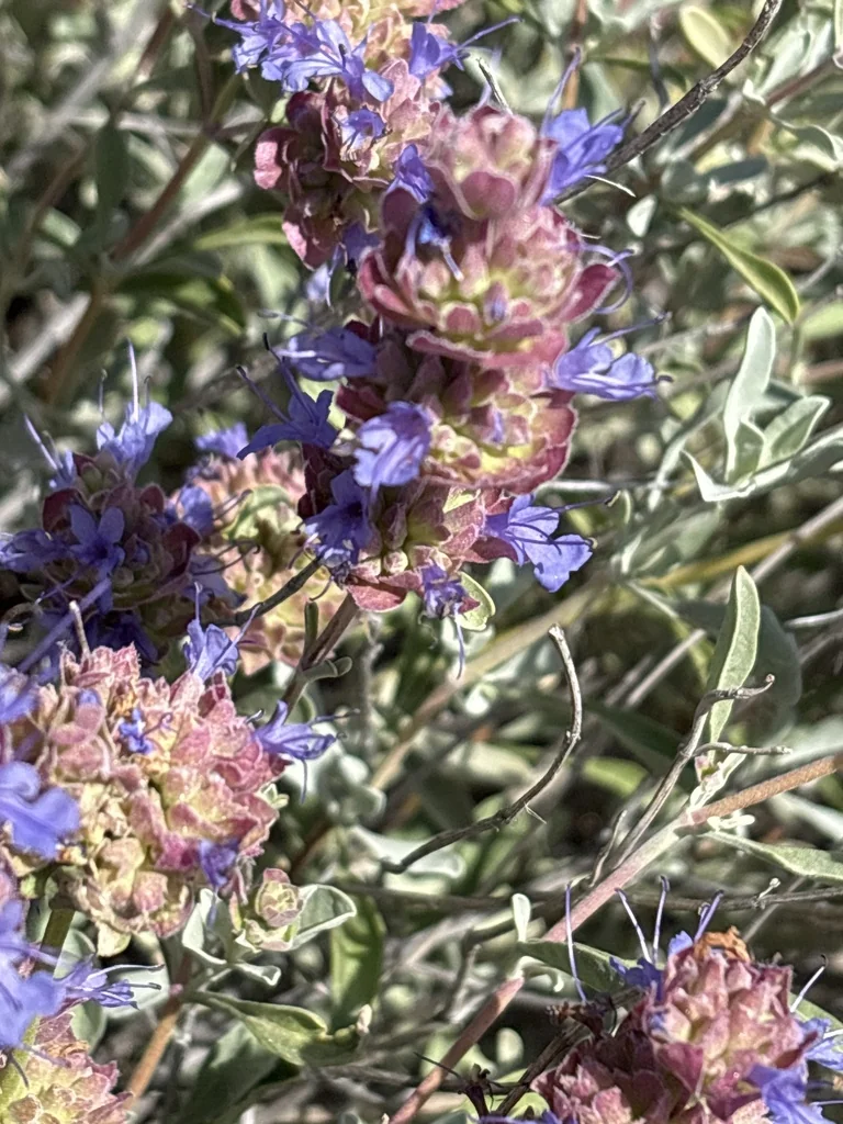 Salvia dorrii