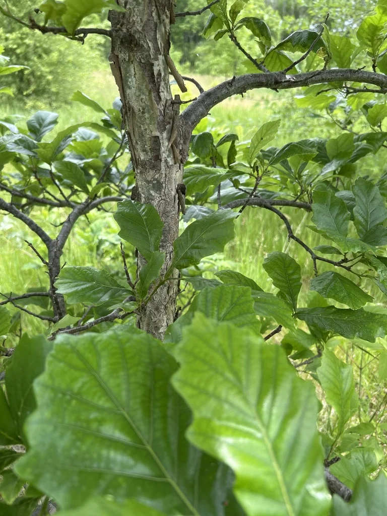 Quercus Bicolor