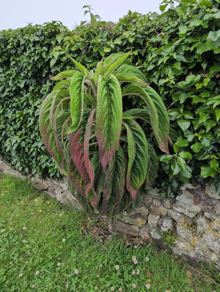 Echium Pininana