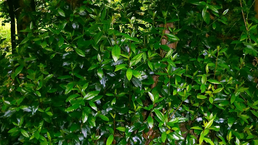 Laurus Nobilis