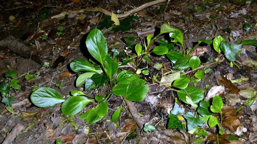 Bergenia Crassifolia