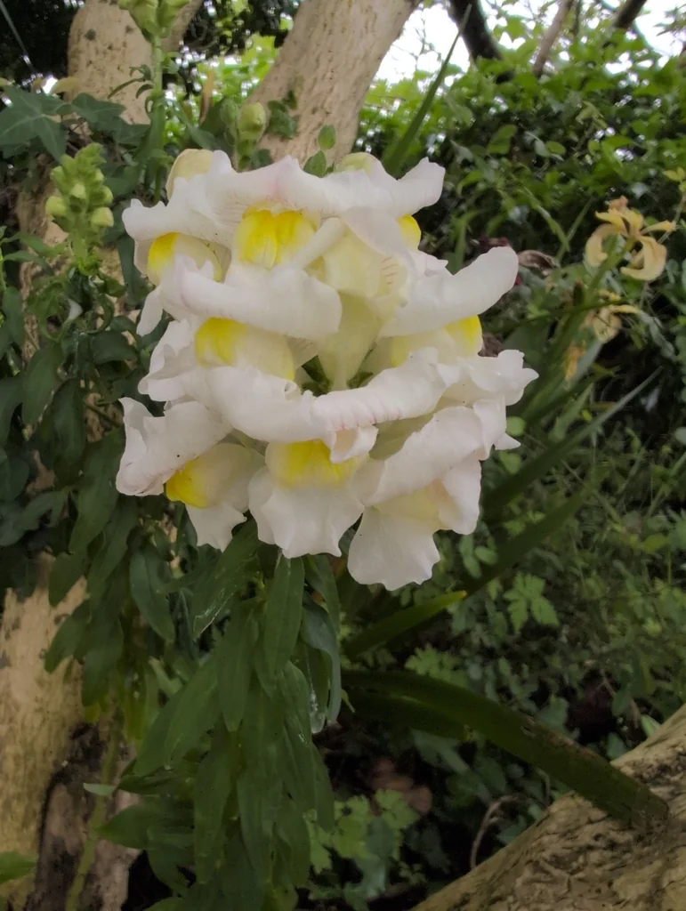 Antirrhinum Majus