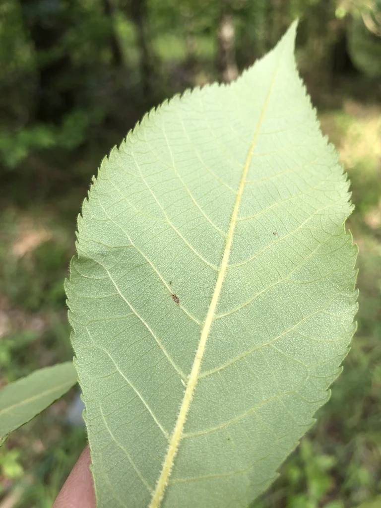 Carya Pallida