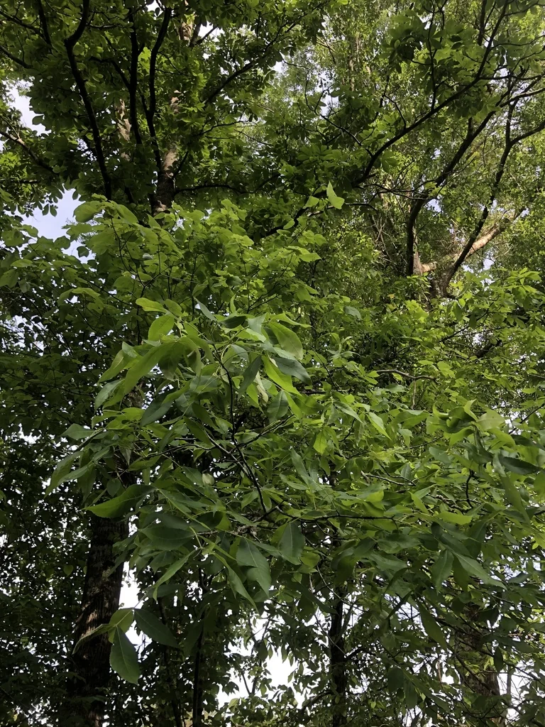 Carya Pallida