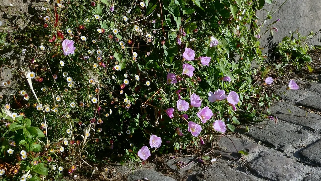 Oenothera Speciosa