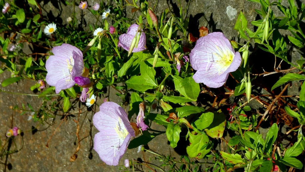 Oenothera Speciosa