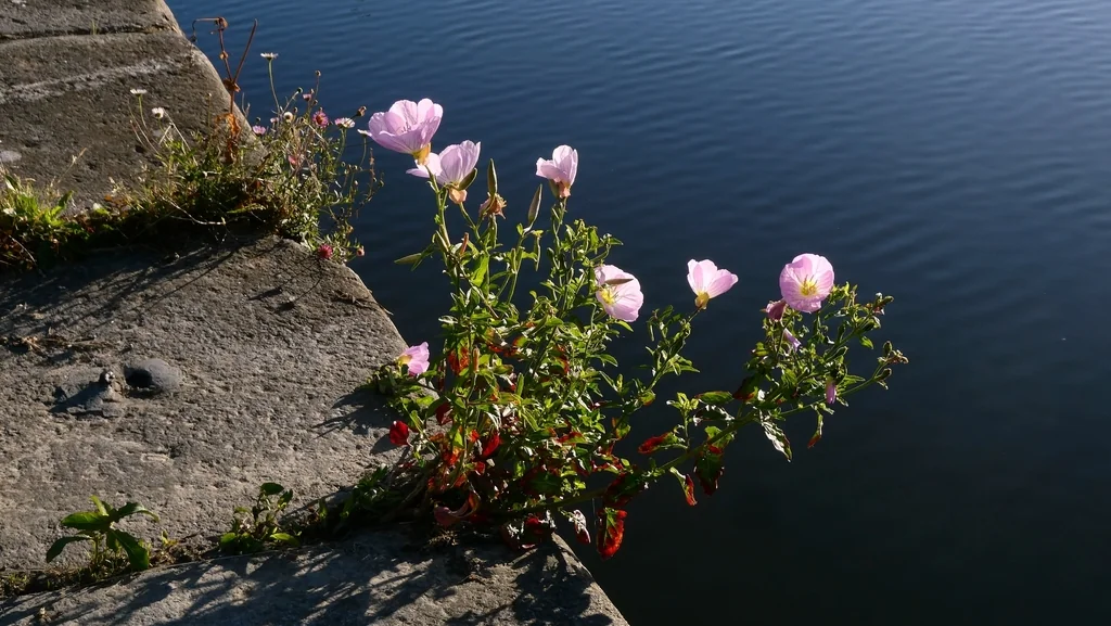 Oenothera Speciosa