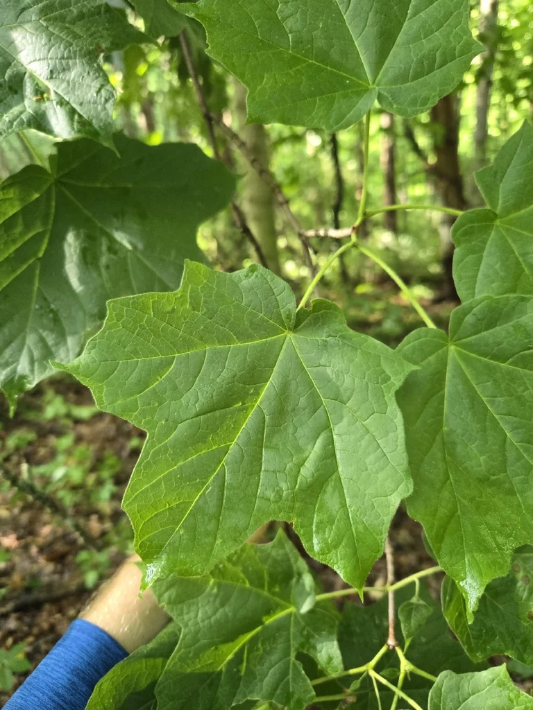 Acer Saccharum Subsp. Nigrum
