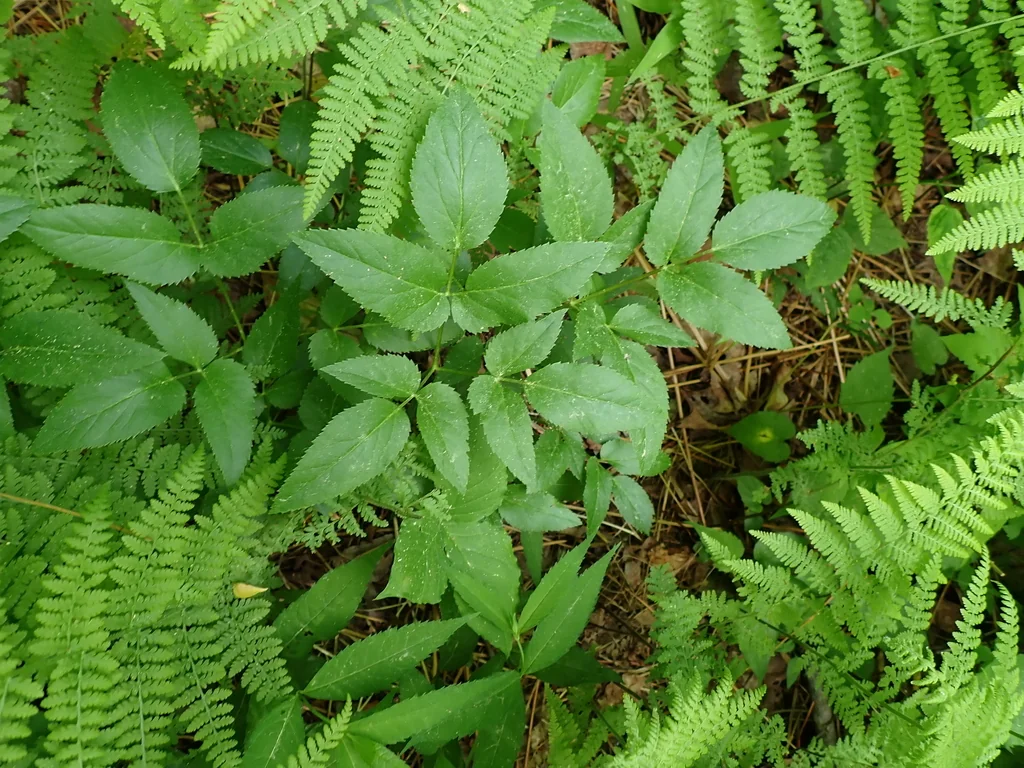 Zizia Aurea