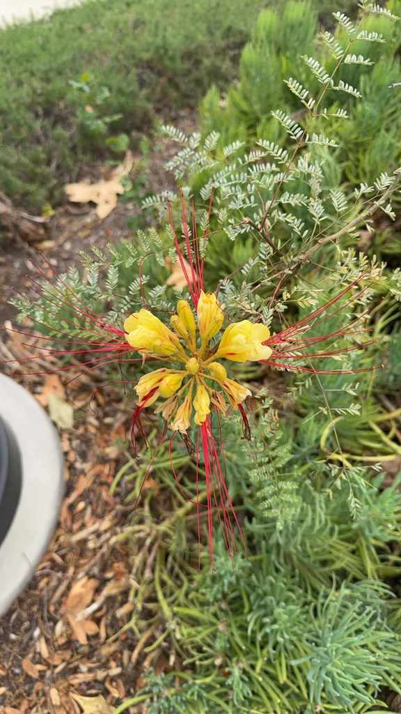 Caesalpinia Gilliesii