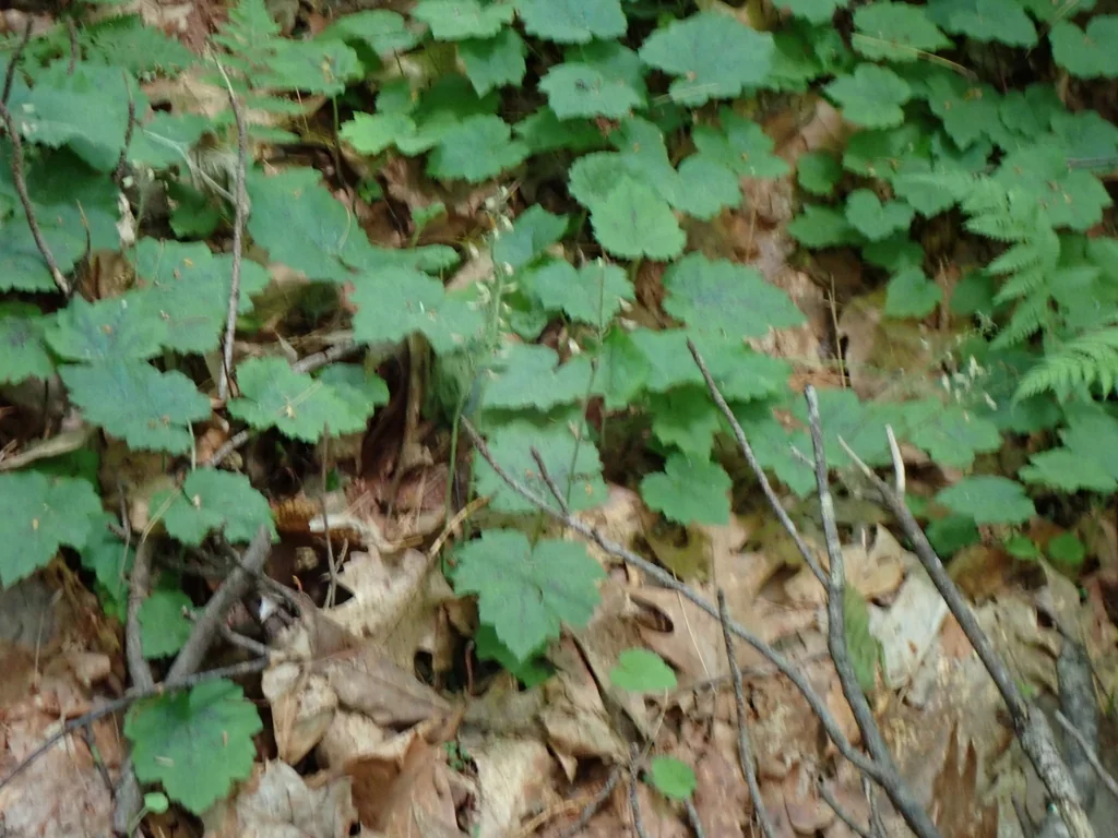 Tiarella Cordifolia