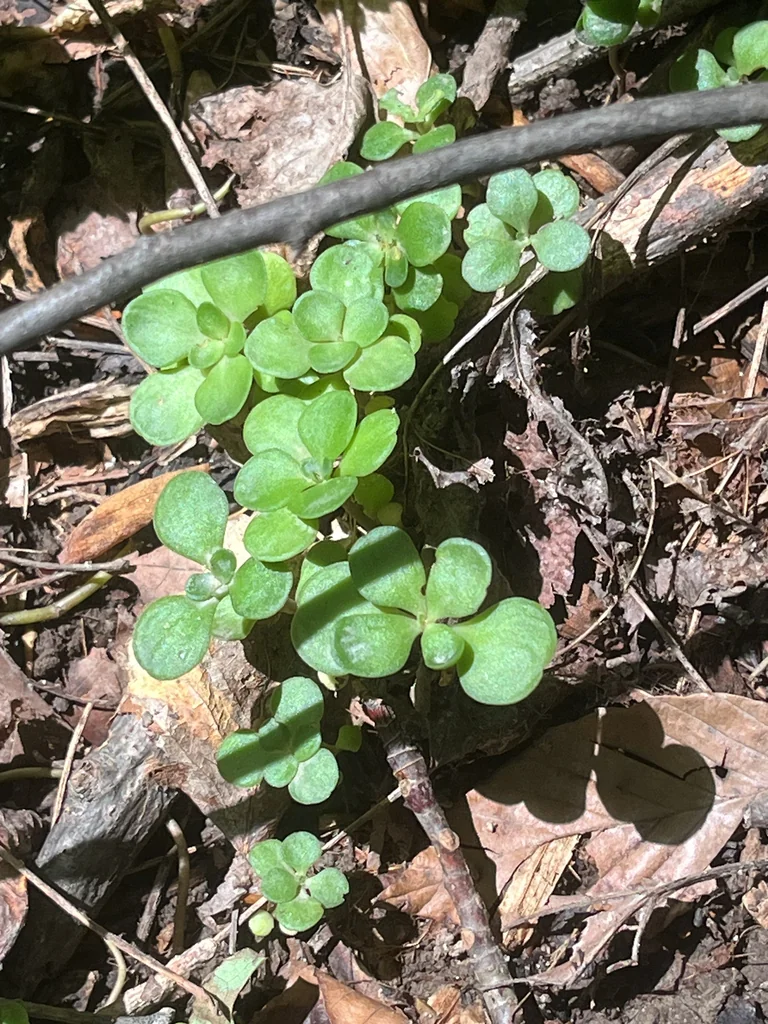 Sedum Ternatum