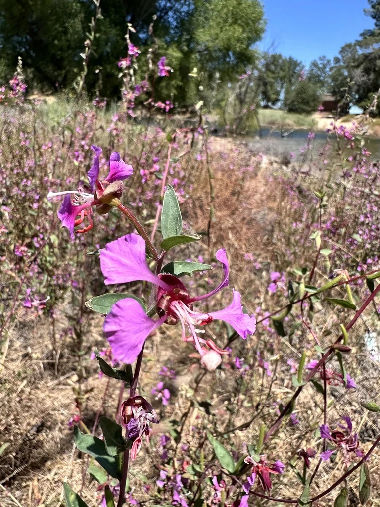 Clarkia Unguiculata