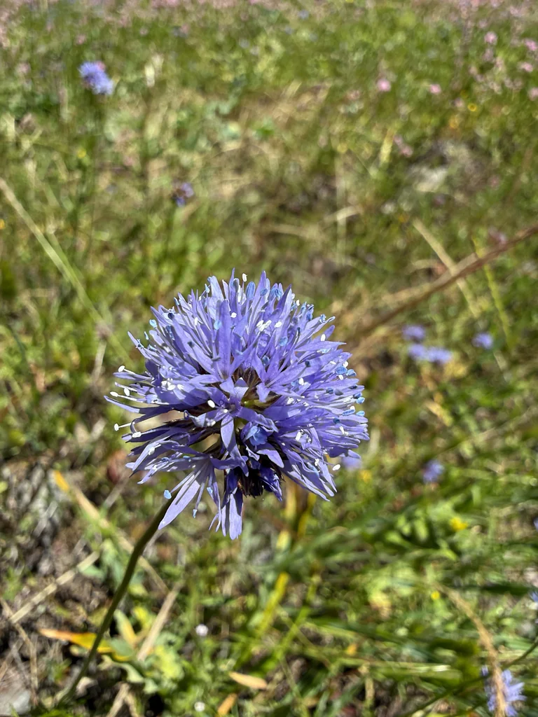 Gilia Capitata