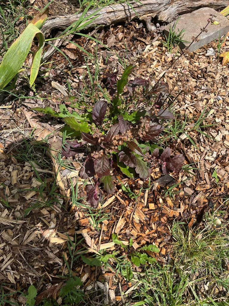 Salvia Lyrata