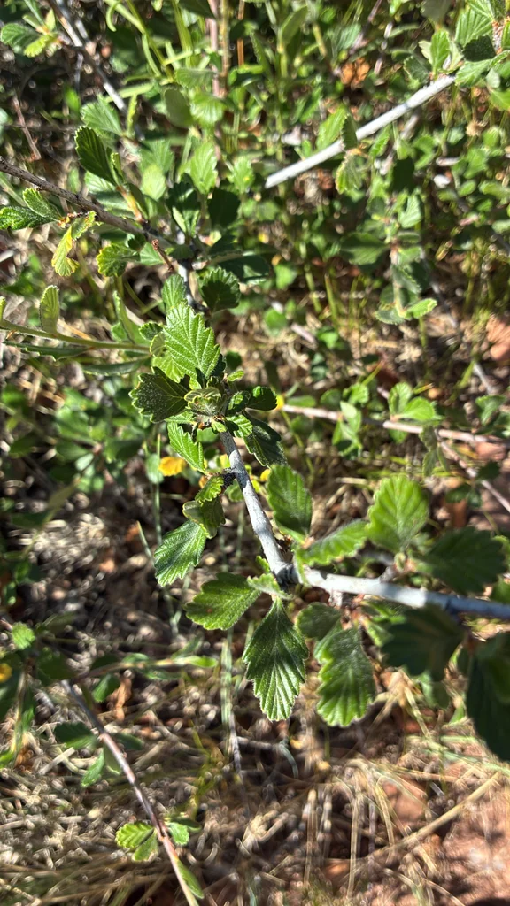 Cercocarpus Montanus