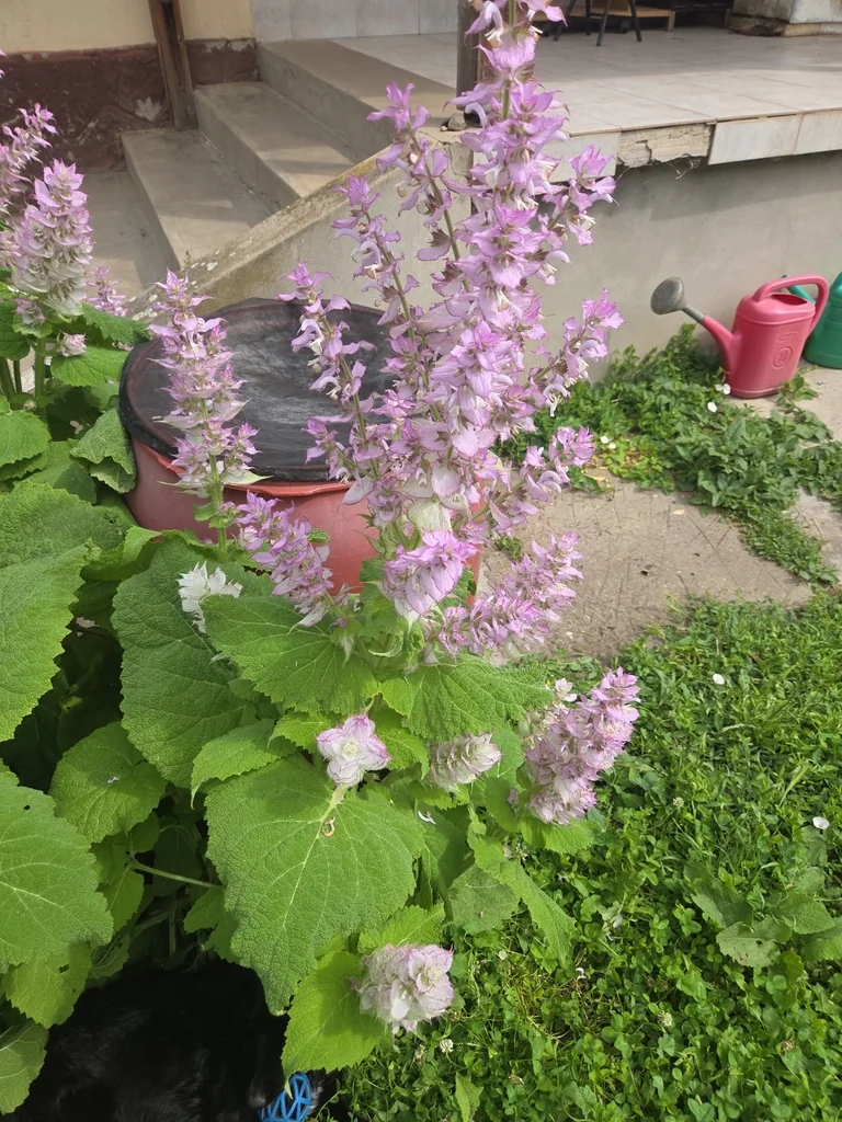 Salvia Sclarea