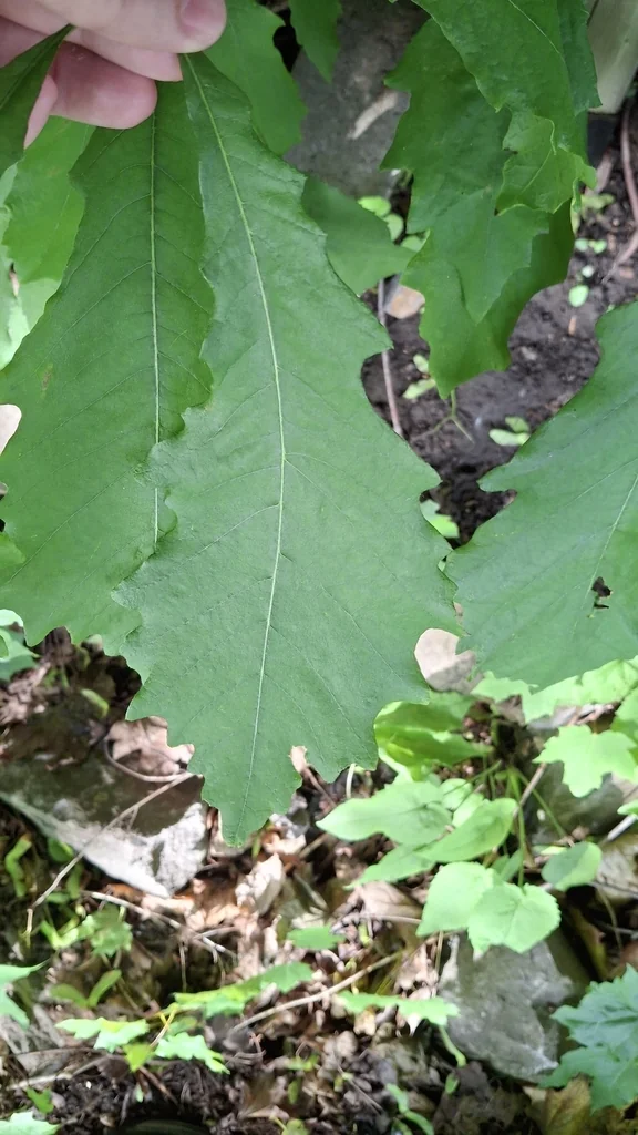 Quercus Bicolor