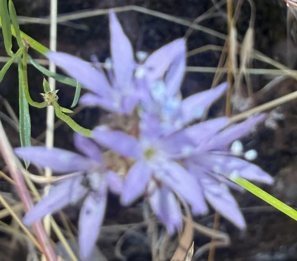 Gilia Capitata
