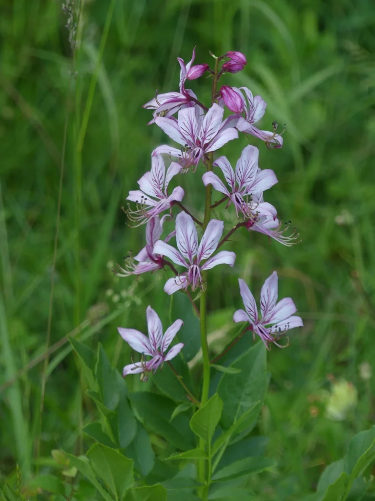 Dictamnus Albus