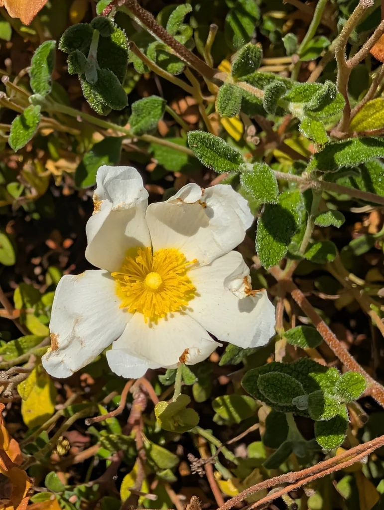Cistus Salviifolius