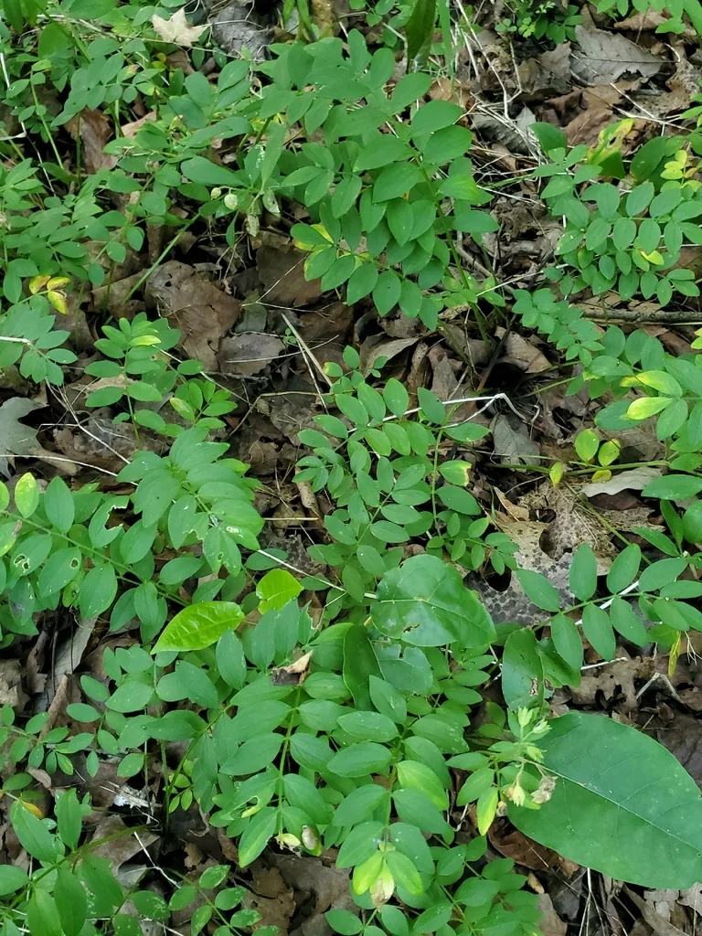 Polemonium Reptans