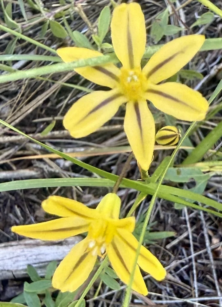 Triteleia Ixioides