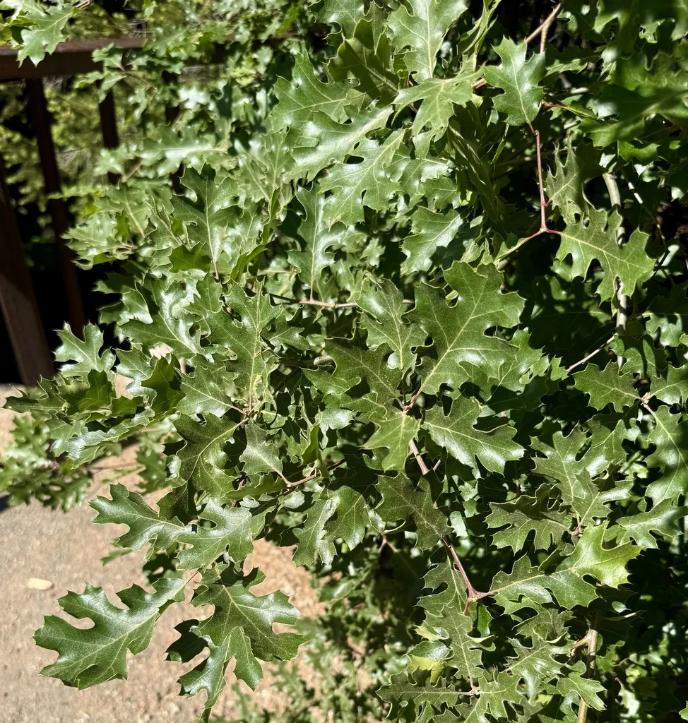 Quercus Kelloggii