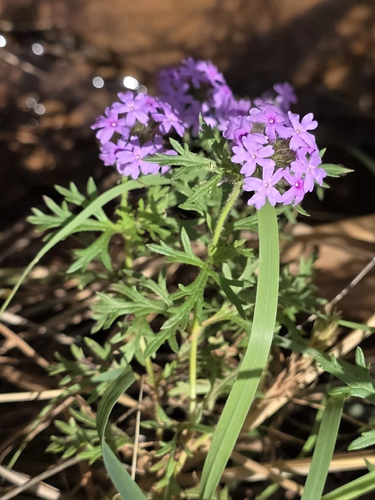 Glandularia Bipinnatifida