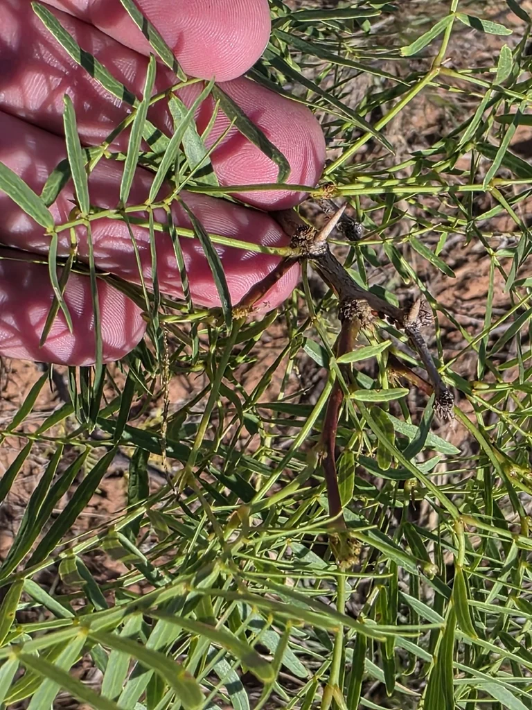 Prosopis Glandulosa