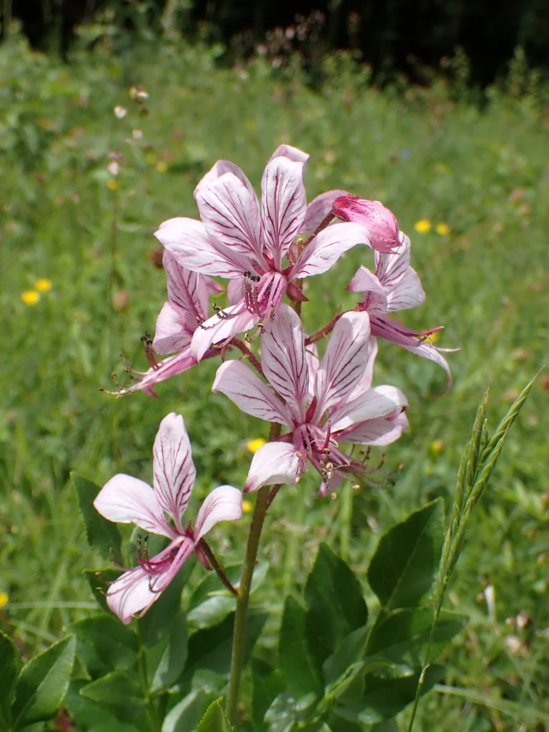 Dictamnus Albus