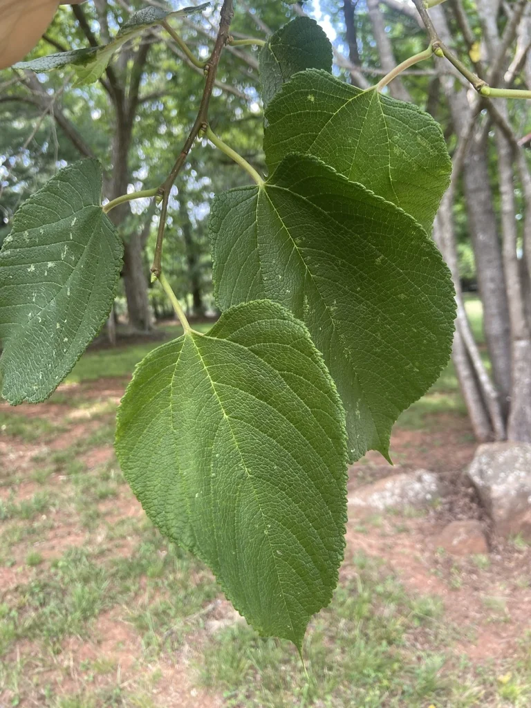 Morus Rubra