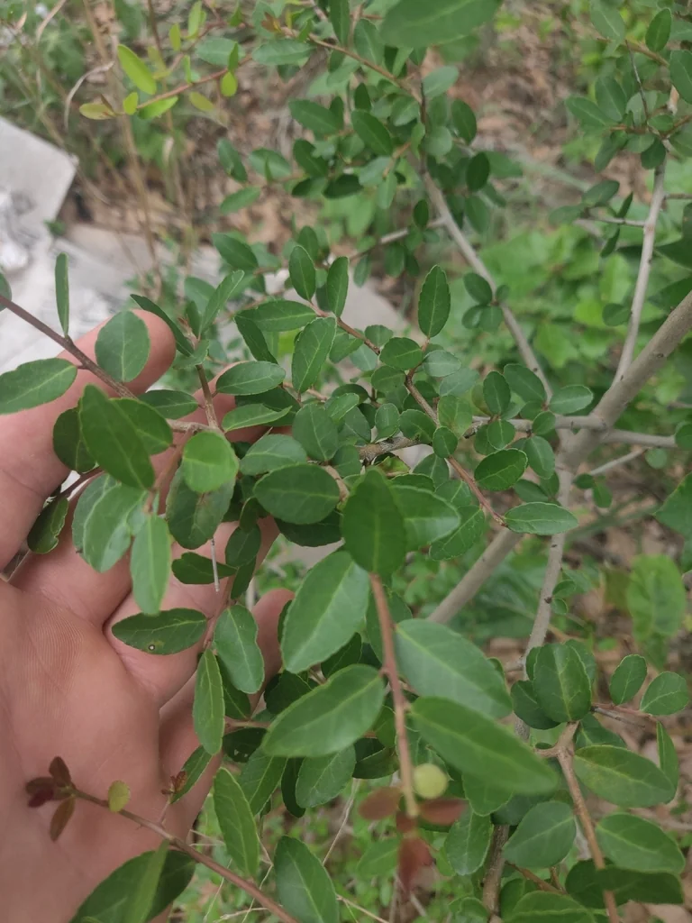 Ilex Vomitoria