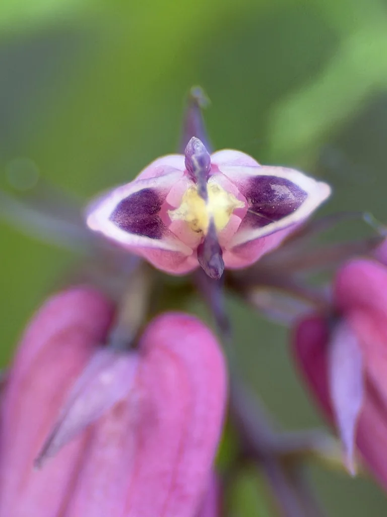Dicentra Formosa