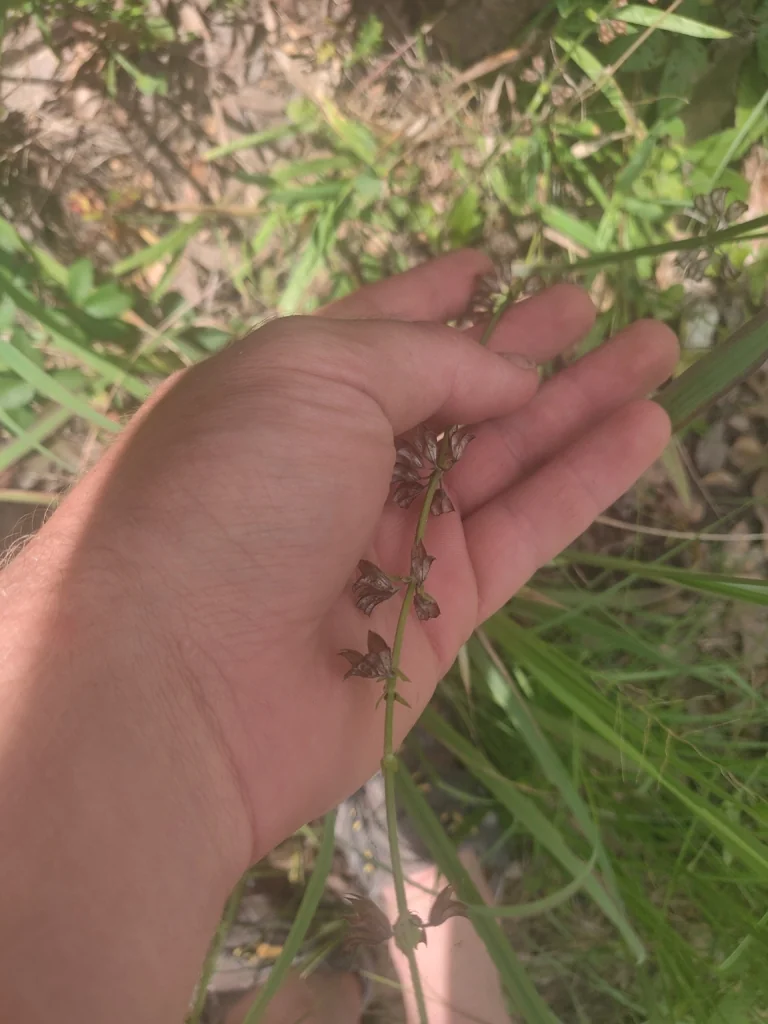 Salvia Lyrata