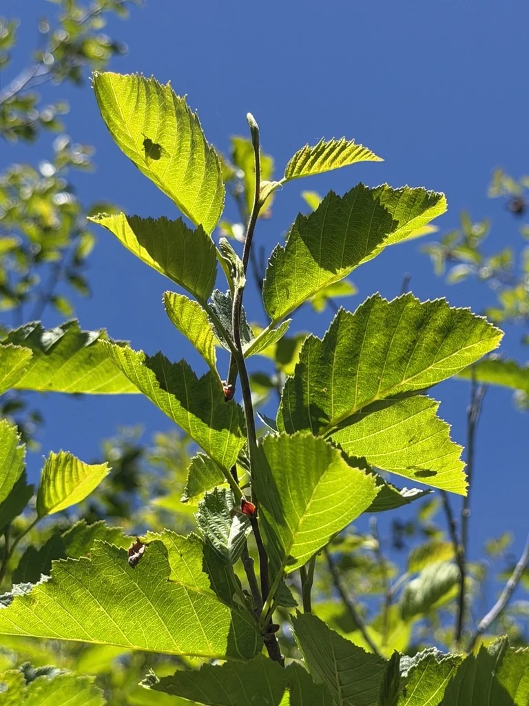 Alnus Incana Ssp. Tenuifolia