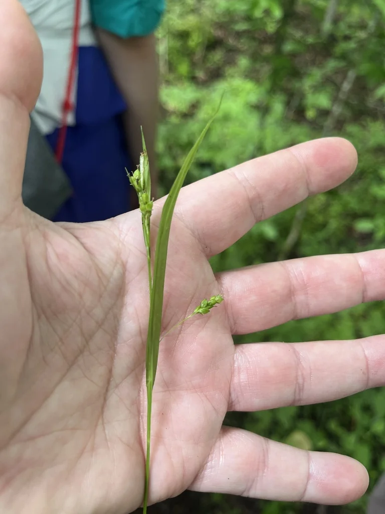 Carex laxiculmis
