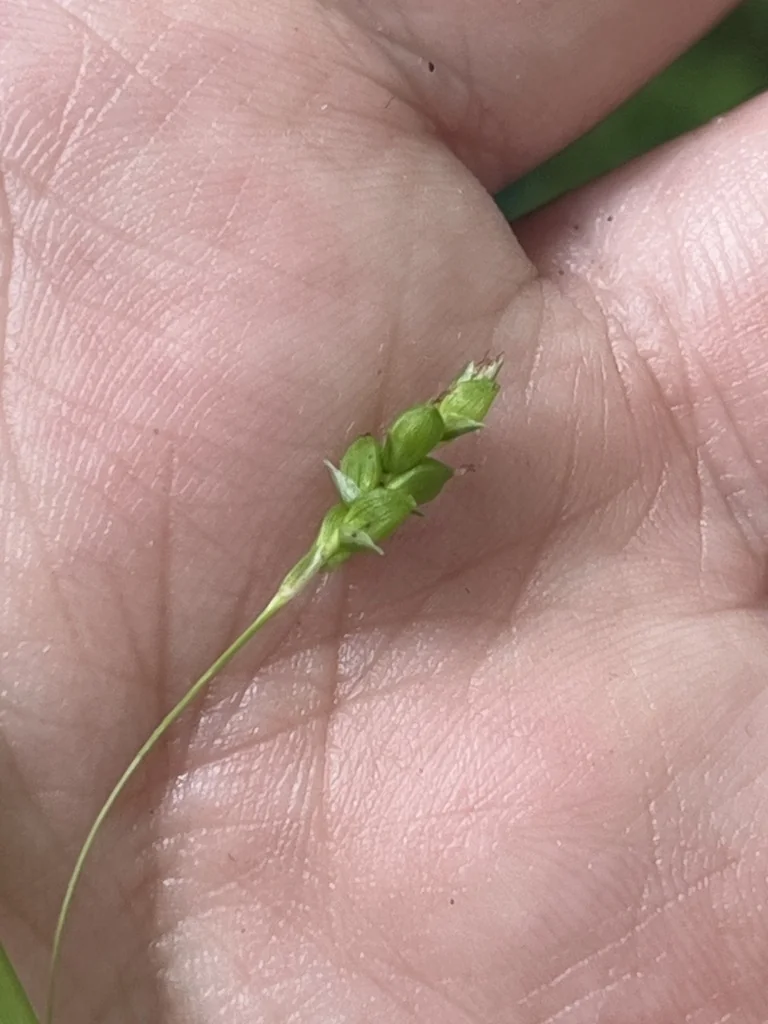 Carex laxiculmis
