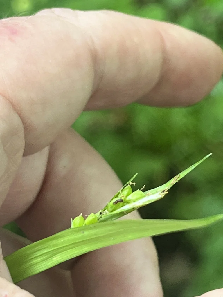 Carex laxiculmis