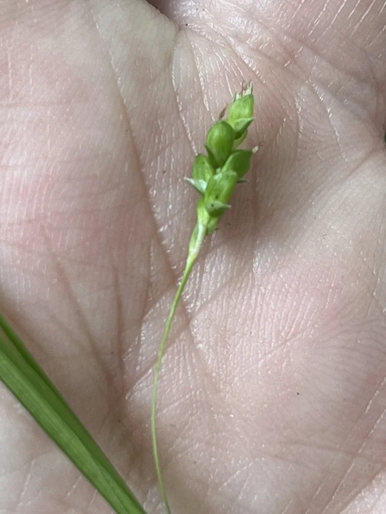 Carex laxiculmis
