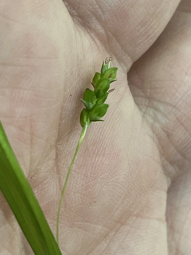 Carex laxiculmis