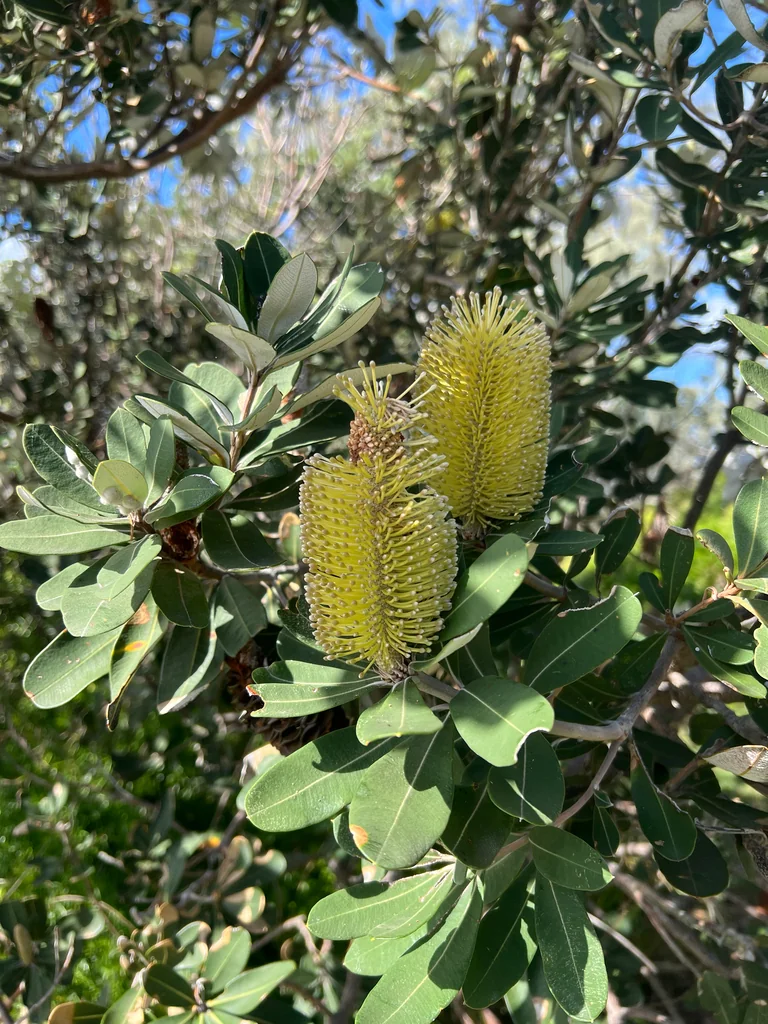 Banksia Integrifolia