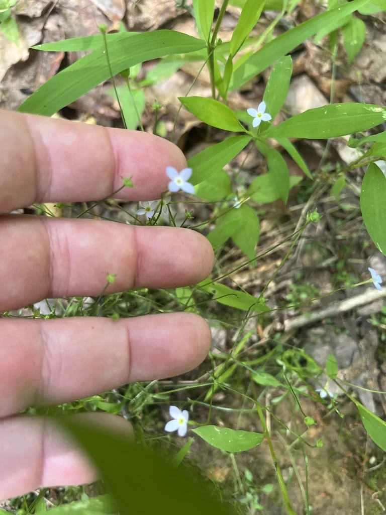 Houstonia Caerulea