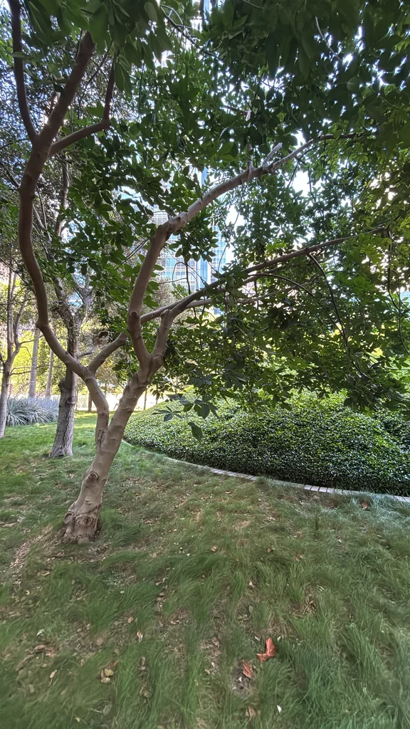Aesculus Californica
