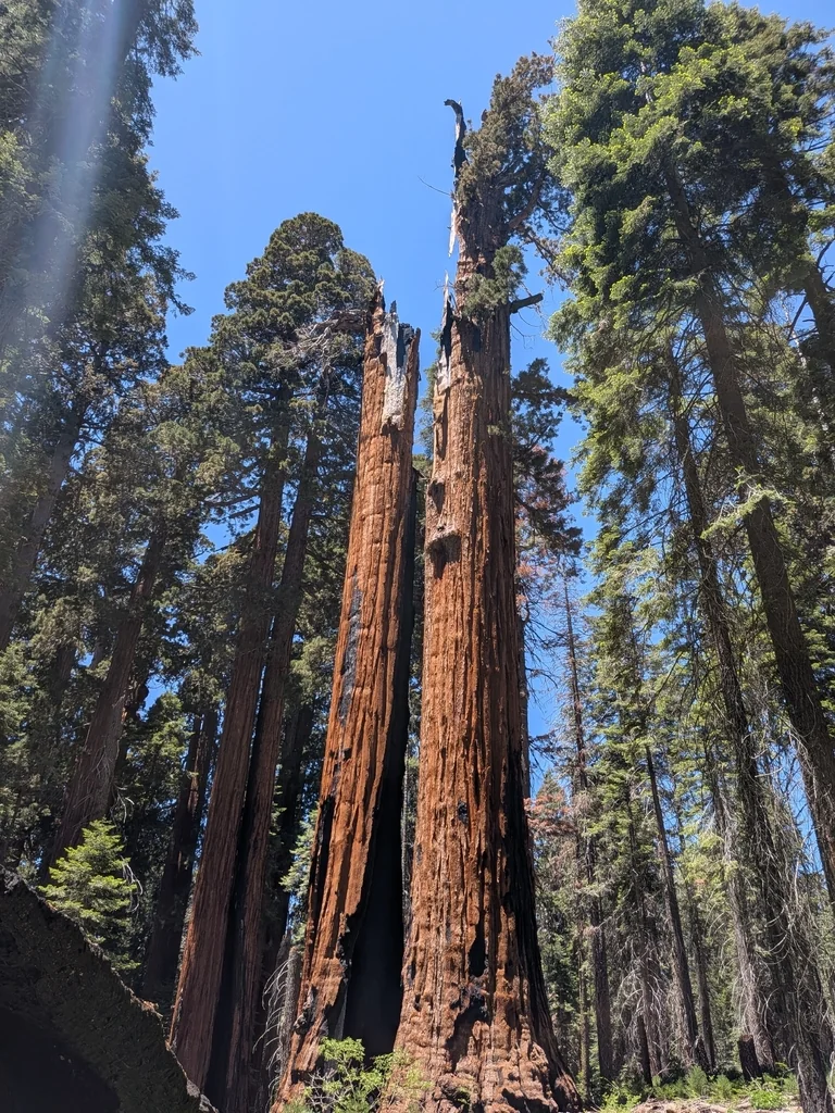 Sequoiadendron Giganteum