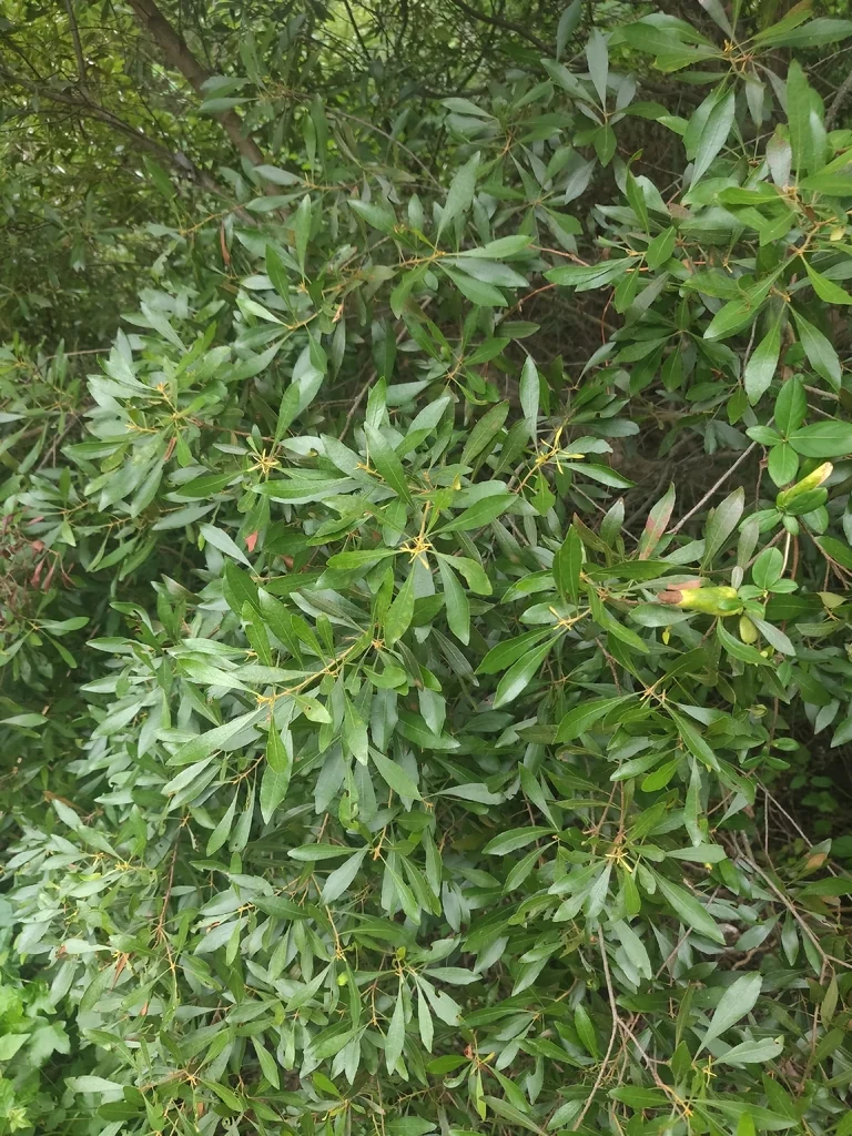 Morella Cerifera