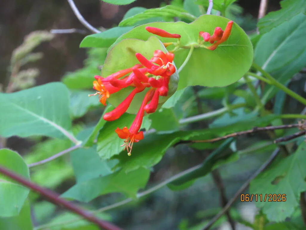 Lonicera Ciliosa