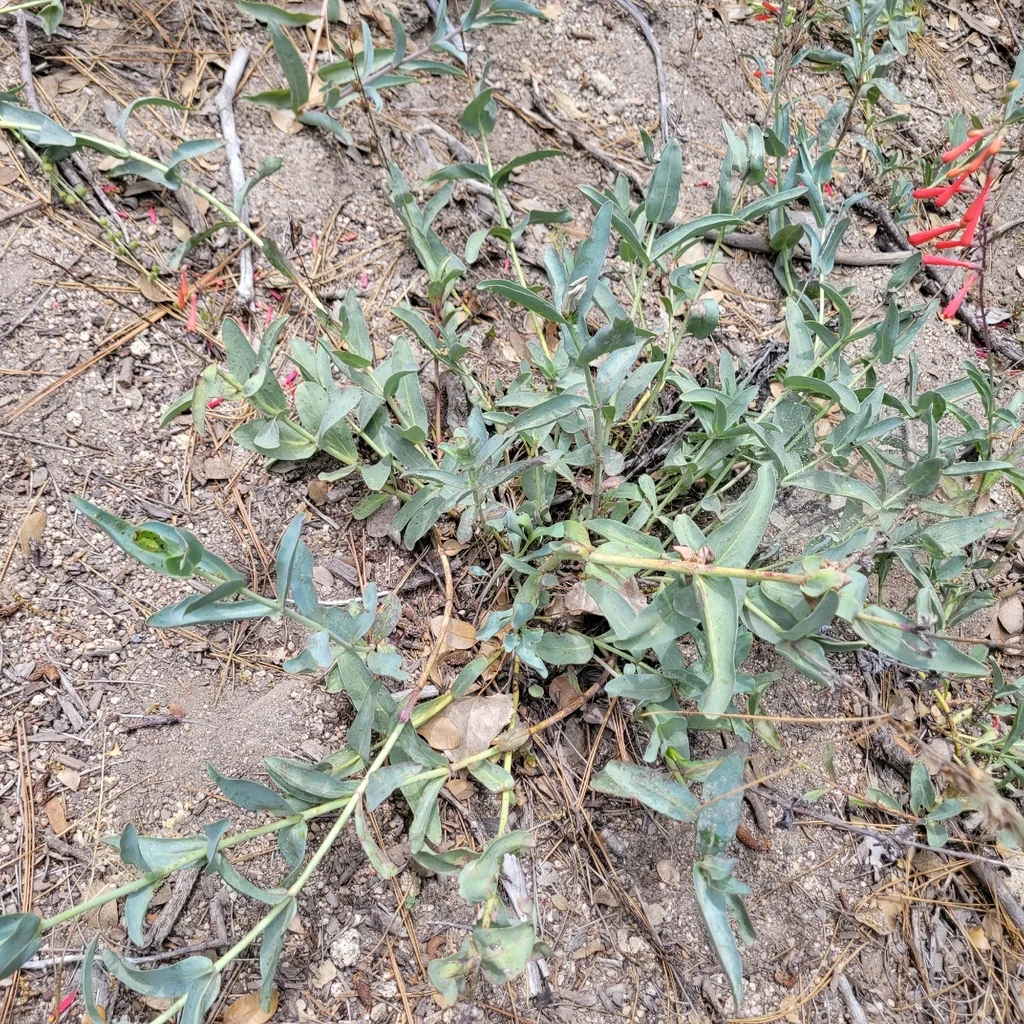 Penstemon Centranthifolius