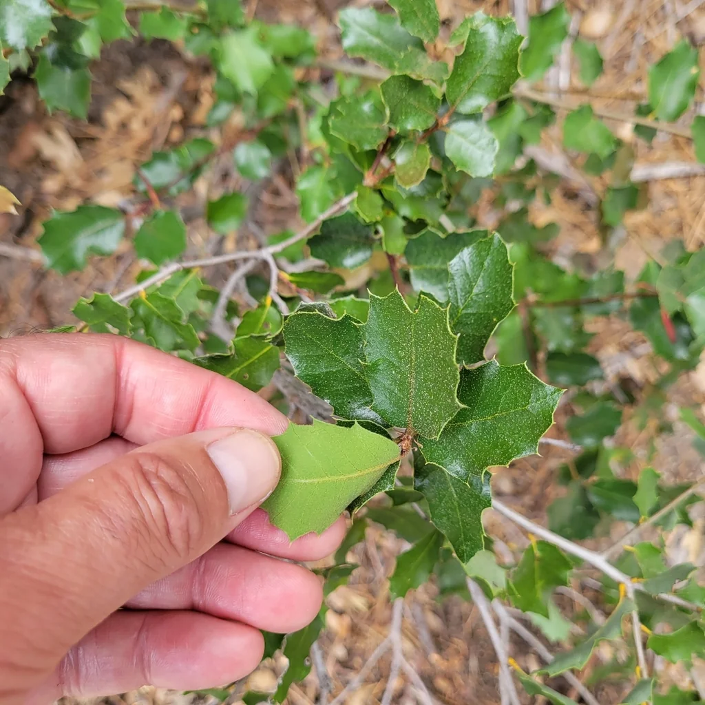 Quercus berberidifolia